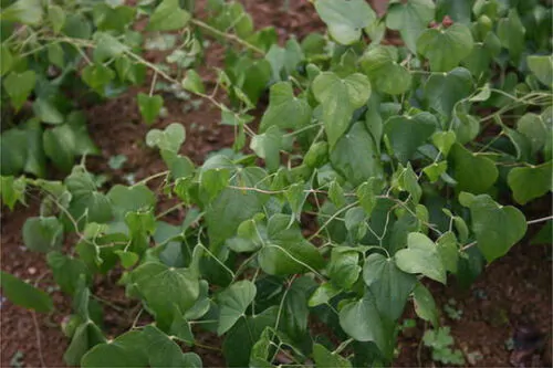 Dioscorea hamiltonii / Dioscorea persimilis / Dioscorea raishaensis - Moodavenni, Sandikilangu, Thalikkizhangu, Venni - Image 4