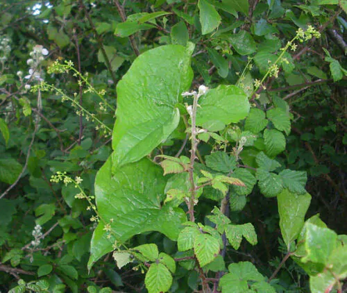Dioscorea hamiltonii / Dioscorea persimilis / Dioscorea raishaensis - Moodavenni, Sandikilangu, Thalikkizhangu, Venni - Image 5