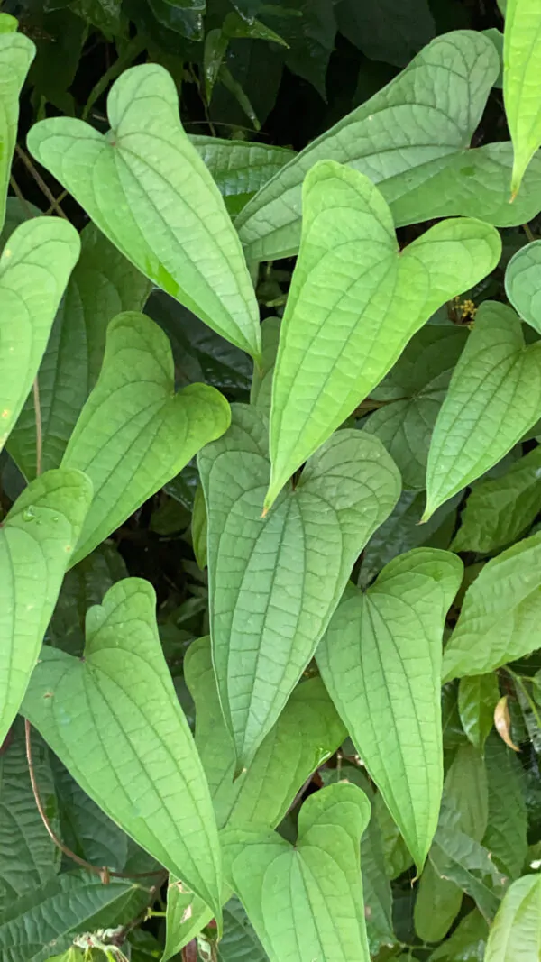 Dioscorea hamiltonii / Dioscorea persimilis / Dioscorea raishaensis - Moodavenni, Sandikilangu, Thalikkizhangu, Venni - Image 7