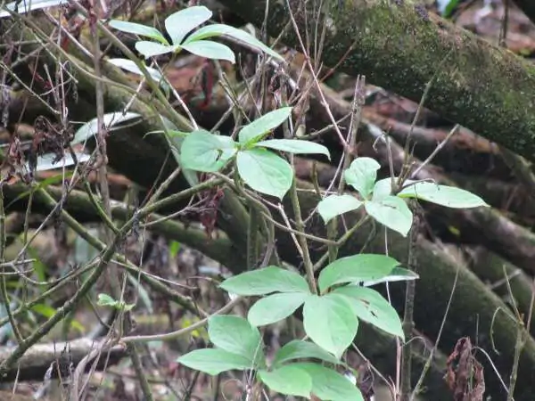Dioscorea pentaphylla / Botryosicyos pentaphyllus - Fiveleaf Yam - Image 3