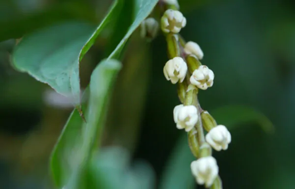 Dioscorea pentaphylla / Botryosicyos pentaphyllus - Fiveleaf Yam - Image 6