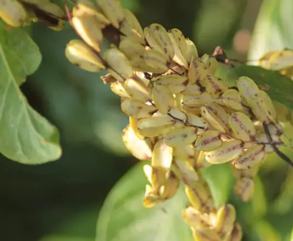 Dioscorea pentaphylla / Botryosicyos pentaphyllus - Fiveleaf Yam - Image 8