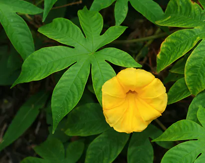 Distimake tuberosus / Merremia tuberosa / Batatas tuberosa - Spanish Arborvine, Wood Rose, Yellow Morning-Glory - Image 5