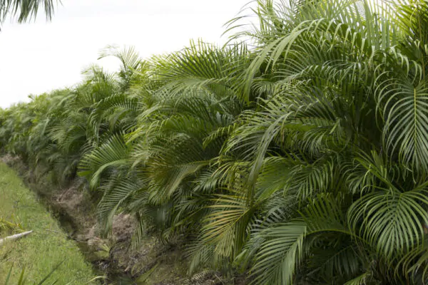 Dypsis lutescens - Golden Cane Palm, Areca Palm - Image 5