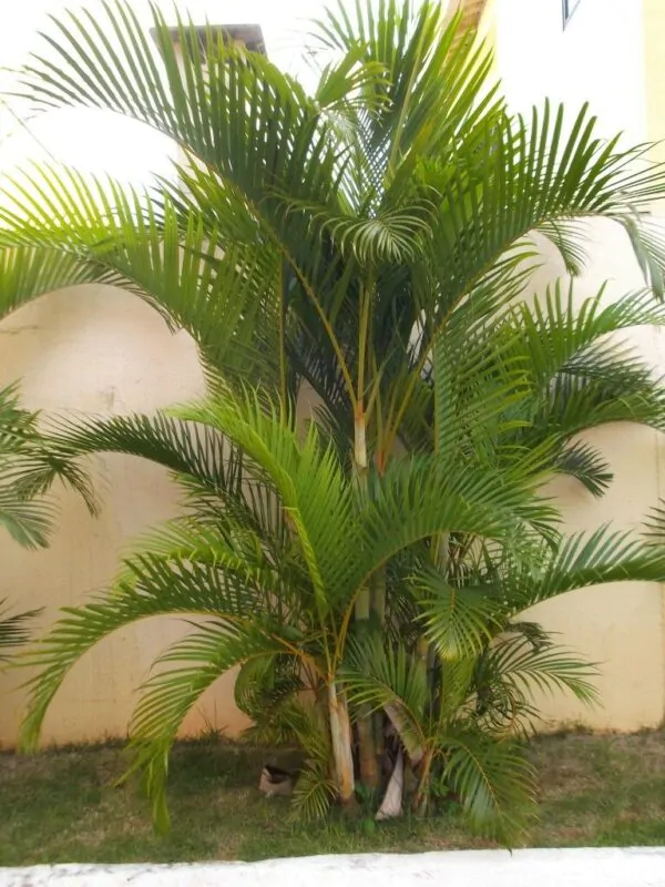 Dypsis lutescens - Golden Cane Palm, Areca Palm - Image 6