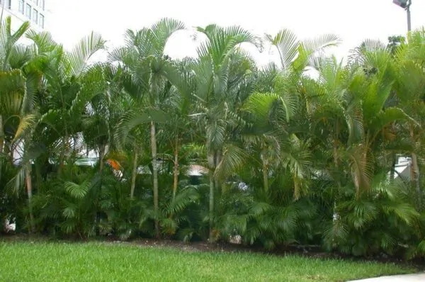 Dypsis lutescens - Golden Cane Palm, Areca Palm - Image 7