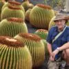 Echinocactus grusonii - Golden Barrel Cactus