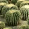 Echinocactus grusonii - Golden Barrel Cactus - Image 2