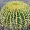 Echinocactus grusonii - Golden Barrel Cactus - Image 3