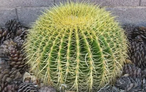 Echinocactus grusonii - Golden Barrel Cactus - Image 3