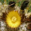 Echinocactus grusonii - Golden Barrel Cactus - Image 4