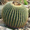Echinocactus grusonii - Golden Barrel Cactus - Image 5