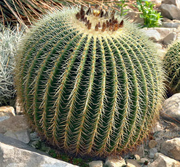 Echinocactus grusonii - Golden Barrel Cactus - Image 5