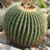 Echinocactus grusonii - Golden Barrel Cactus - Image 6