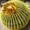 Echinocactus grusonii - Golden Barrel Cactus - Image 7