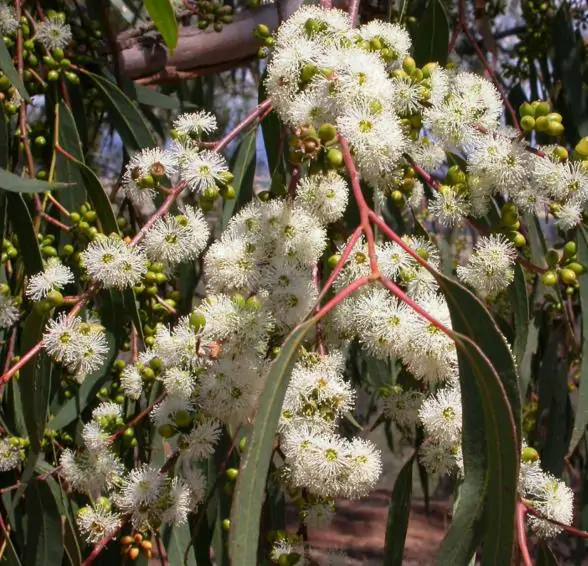 Eucalyptus bridgesiana - Eucalyptus apple box, apple box, but-but, eucalyptus apple gum, eucalyptus apple