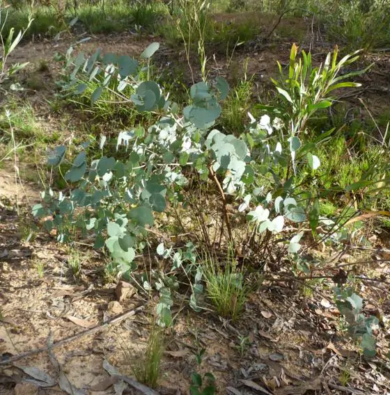 Eucalyptus bridgesiana - Eucalyptus apple box, apple box, but-but, eucalyptus apple gum, eucalyptus apple - Image 2