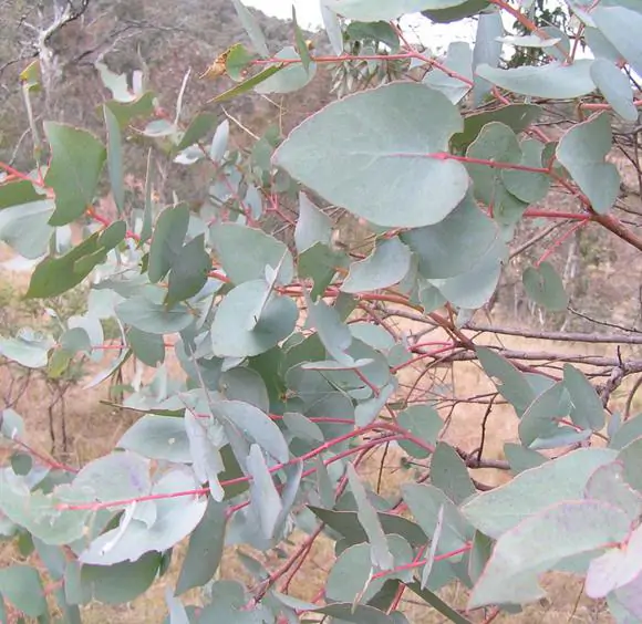 Eucalyptus bridgesiana - Eucalyptus apple box, apple box, but-but, eucalyptus apple gum, eucalyptus apple - Image 4