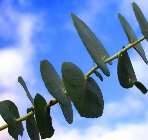 Eucalyptus bridgesiana - Eucalyptus apple box, apple box, but-but, eucalyptus apple gum, eucalyptus apple - Image 5
