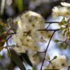 Eucalyptus camaldulensis - Red Gum - Image 2
