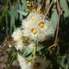 Eucalyptus camaldulensis - Red Gum - Image 4