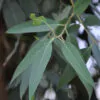 Eucalyptus camaldulensis - Red Gum - Image 5