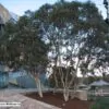 Eucalyptus leucoxylon subsp. megalocarpa - Eucalyptus leucoxylon 'Rosea', Large-fruited Yellow Gum, Red Flowering Yellow Gu - Image 2
