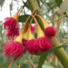 Eucalyptus leucoxylon subsp. megalocarpa - Eucalyptus leucoxylon 'Rosea', Large-fruited Yellow Gum, Red Flowering Yellow Gu - Image 3