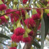 Eucalyptus leucoxylon subsp. megalocarpa - Eucalyptus leucoxylon 'Rosea', Large-fruited Yellow Gum, Red Flowering Yellow Gu - Image 4
