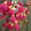Eucalyptus leucoxylon subsp. megalocarpa - Eucalyptus leucoxylon 'Rosea', Large-fruited Yellow Gum, Red Flowering Yellow Gu - Image 5