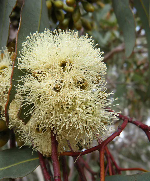 Eucalyptus punctata - Eucalyptus gray gum, iron gray gum, gray irongum, gray gum - Image 2