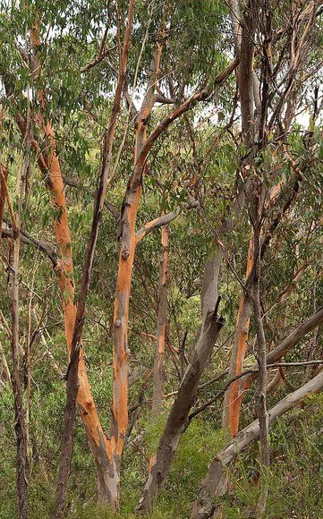 Eucalyptus punctata - Eucalyptus gray gum, iron gray gum, gray irongum, gray gum - Image 5