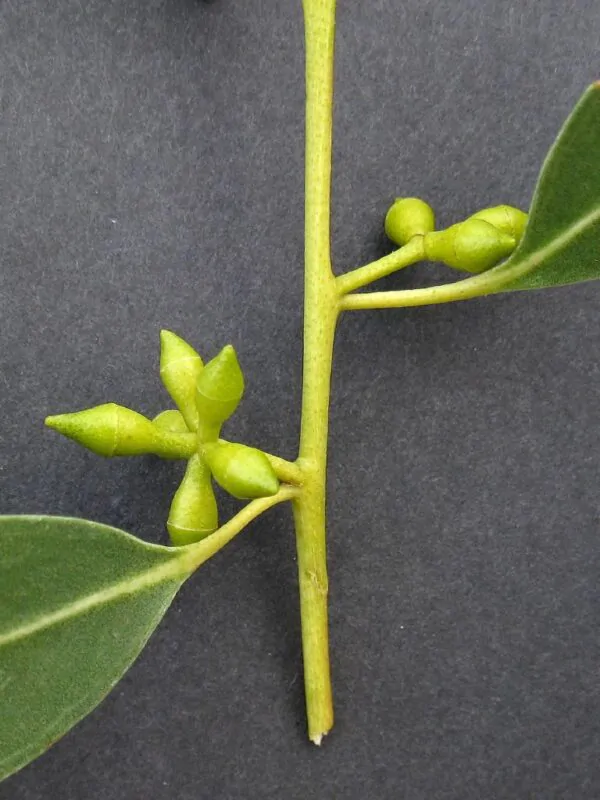 Eucalyptus viminalis subsp. cygnetensis - Rough-barked Manna Gum - Image 6