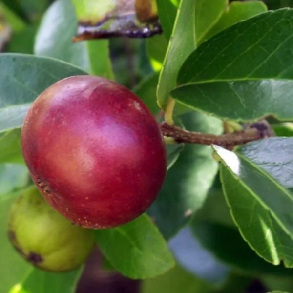 Flacourtia indica - Governor s Plum - Image 3