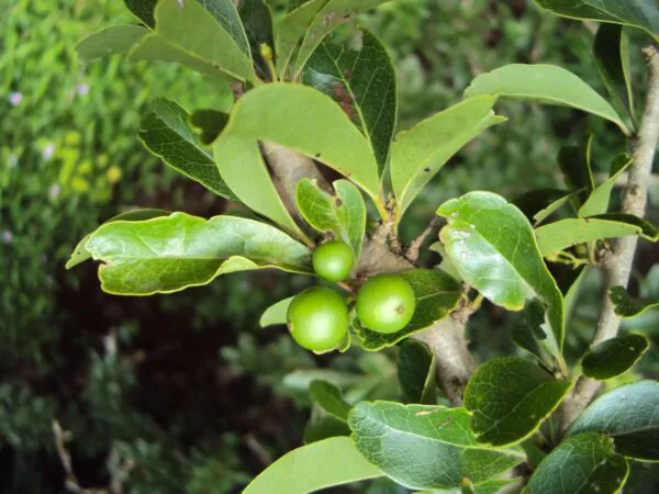 Flacourtia indica - Governor s Plum - Image 4