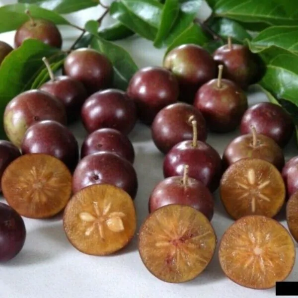 Flacourtia indica - Governor s Plum - Image 5