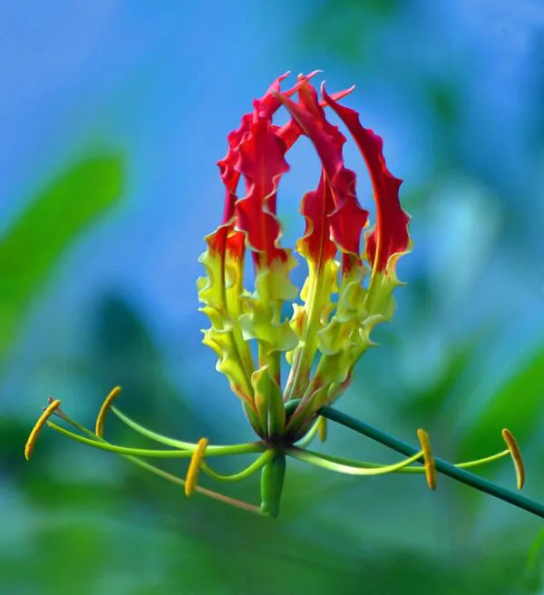 Gloriosa superba / Gloriosa lutea / Gloriosa rothschildiana - Flame lily, climbing lily, creeping lily, glory lily, gloriosa lily, tiger claw - Image 3