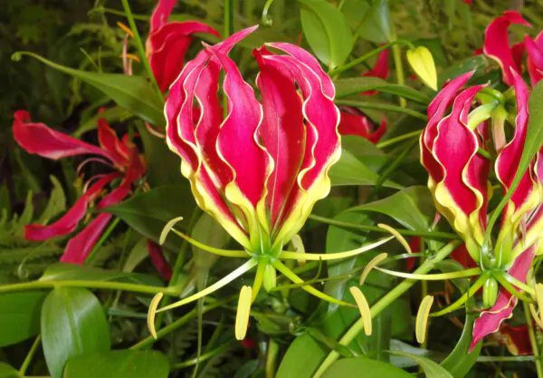 Gloriosa superba / Gloriosa lutea / Gloriosa rothschildiana - Flame lily, climbing lily, creeping lily, glory lily, gloriosa lily, tiger claw - Image 6
