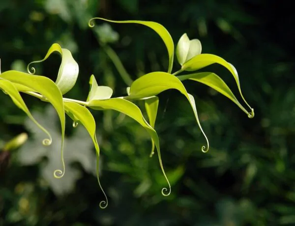 Gloriosa superba / Gloriosa lutea / Gloriosa rothschildiana - Flame lily, climbing lily, creeping lily, glory lily, gloriosa lily, tiger claw - Image 7
