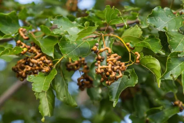 Hovenia dulcis - Japanese Raisin, Cajueiro-Japonês, Chi Kou, Chi Tsao, Chinese Raisin, Japanisches Mahagoni, Kemponashi, Mi Chih Kou, Mu Hsing, Mu Mi, Quaffbirne, Sarmiento Japones