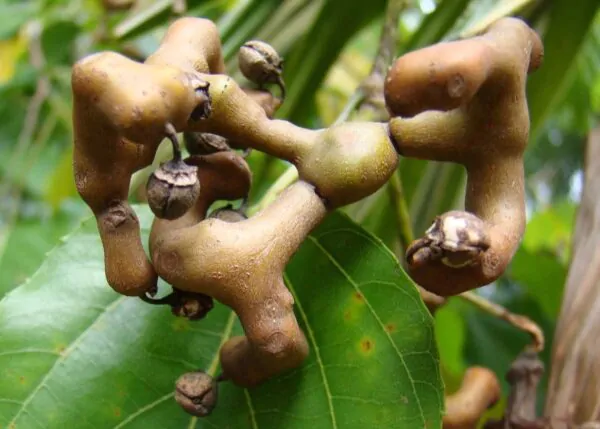Hovenia dulcis - Japanese Raisin, Cajueiro-Japonês, Chi Kou, Chi Tsao, Chinese Raisin, Japanisches Mahagoni, Kemponashi, Mi Chih Kou, Mu Hsing, Mu Mi, Quaffbirne, Sarmiento Japones - Image 2