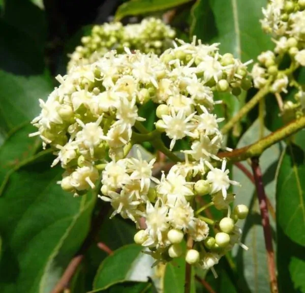 Hovenia dulcis - Japanese Raisin, Cajueiro-Japonês, Chi Kou, Chi Tsao, Chinese Raisin, Japanisches Mahagoni, Kemponashi, Mi Chih Kou, Mu Hsing, Mu Mi, Quaffbirne, Sarmiento Japones - Image 3