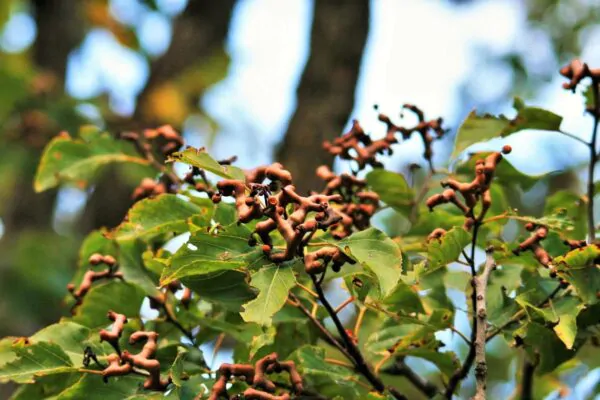 Hovenia dulcis - Japanese Raisin, Cajueiro-Japonês, Chi Kou, Chi Tsao, Chinese Raisin, Japanisches Mahagoni, Kemponashi, Mi Chih Kou, Mu Hsing, Mu Mi, Quaffbirne, Sarmiento Japones - Image 6