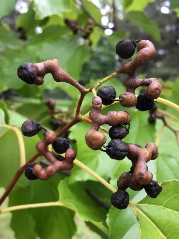 Hovenia dulcis - Japanese Raisin, Cajueiro-Japonês, Chi Kou, Chi Tsao, Chinese Raisin, Japanisches Mahagoni, Kemponashi, Mi Chih Kou, Mu Hsing, Mu Mi, Quaffbirne, Sarmiento Japones - Image 7