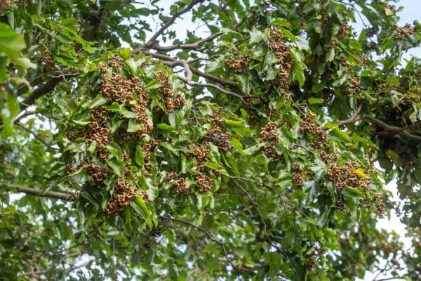 Hovenia dulcis - Japanese Raisin, Cajueiro-Japonês, Chi Kou, Chi Tsao, Chinese Raisin, Japanisches Mahagoni, Kemponashi, Mi Chih Kou, Mu Hsing, Mu Mi, Quaffbirne, Sarmiento Japones - Image 8