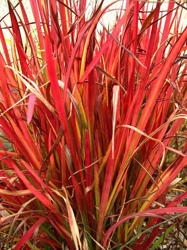Imperata cylindrica / Lagurus cylindricus / Imperata arundinacea - Cogongrass, Kunai Grass, Japanese Bloodgrass, Blady Grass, Satintail, Spear Grass, Sword Grass, Thatch Grass - Image 3