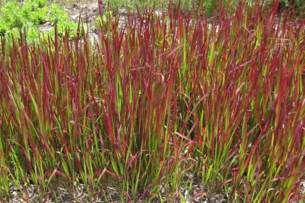 Imperata cylindrica / Lagurus cylindricus / Imperata arundinacea - Cogongrass, Kunai Grass, Japanese Bloodgrass, Blady Grass, Satintail, Spear Grass, Sword Grass, Thatch Grass - Image 4