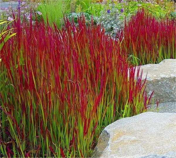 Imperata cylindrica / Lagurus cylindricus / Imperata arundinacea - Cogongrass, Kunai Grass, Japanese Bloodgrass, Blady Grass, Satintail, Spear Grass, Sword Grass, Thatch Grass - Image 5