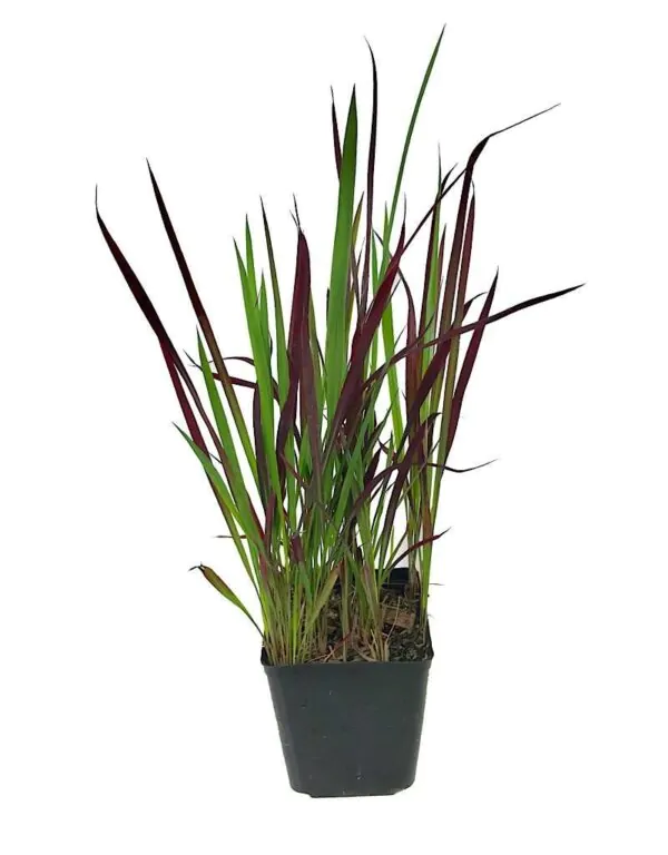 Imperata cylindrica / Lagurus cylindricus / Imperata arundinacea - Cogongrass, Kunai Grass, Japanese Bloodgrass, Blady Grass, Satintail, Spear Grass, Sword Grass, Thatch Grass - Image 7
