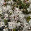 Kunzea ambigua - Tick Bush